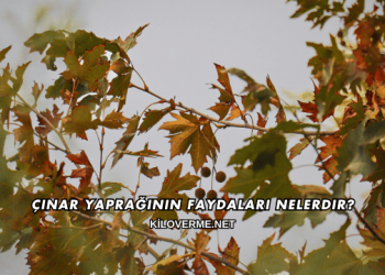Çınar Yaprağının Faydaları Nelerdir?