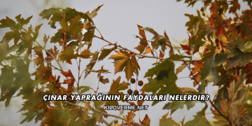Çınar Yaprağının Faydaları Nelerdir?