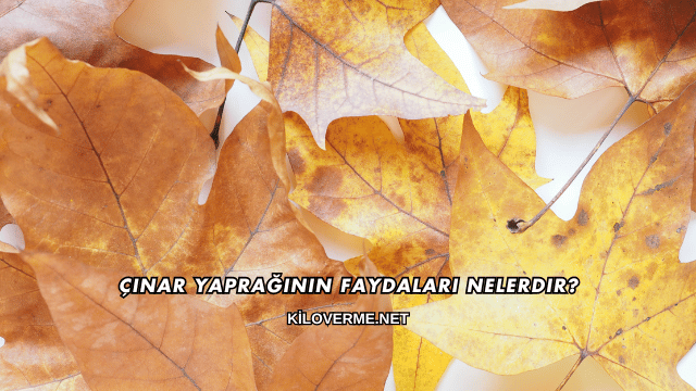 Çınar Yaprağının Faydaları Nelerdir?