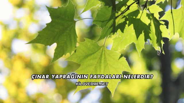 Çınar Yaprağının Faydaları Nelerdir?