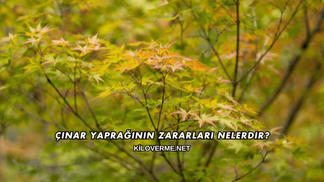 Çınar Yaprağının Zararları Nelerdir?
