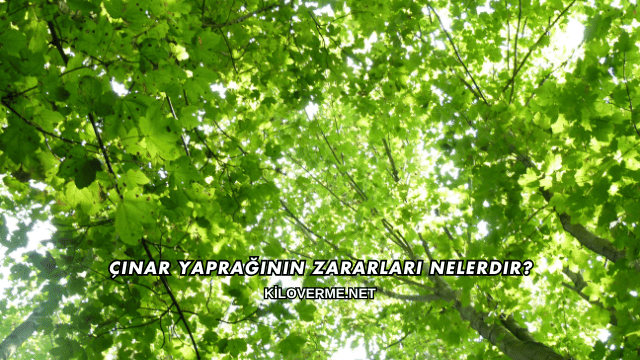 Çınar Yaprağının Zararları Nelerdir?