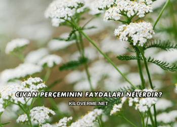 Civan Perçeminin Faydaları Nelerdir?