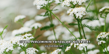 Civan Perçeminin Faydaları Nelerdir?