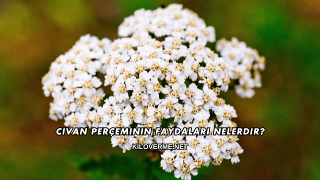 Civan Perçeminin Faydaları Nelerdir?