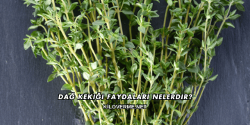 Dağ Kekiği Faydaları Nelerdir?