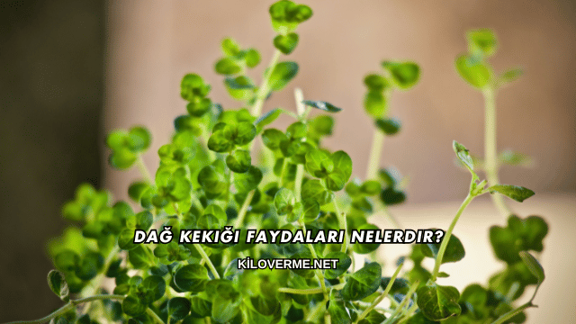 Dağ Kekiği Faydaları Nelerdir?