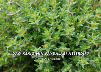 Dağ Kekiğinin Faydaları Nelerdir?