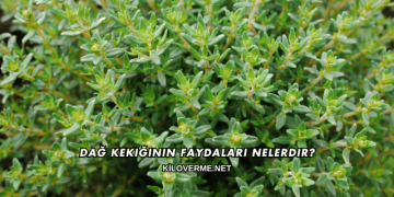 Dağ Kekiğinin Faydaları Nelerdir?