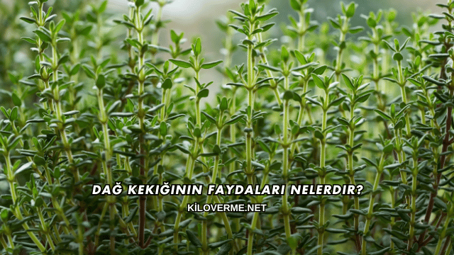 Dağ Kekiğinin Faydaları Nelerdir?