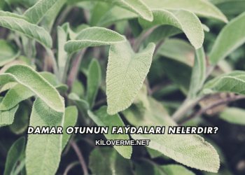 Damar Otunun Faydaları Nelerdir?