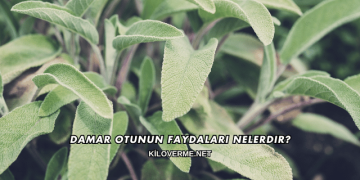 Damar Otunun Faydaları Nelerdir?