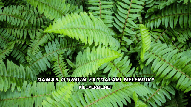 Damar Otunun Faydaları Nelerdir?