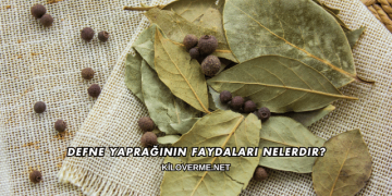 Defne Yaprağının Faydaları Nelerdir?