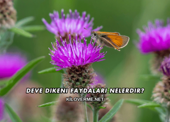 Deve Dikeni Faydaları Nelerdir?