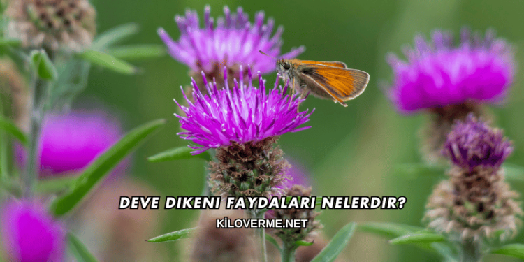 Deve Dikeni Faydaları Nelerdir?
