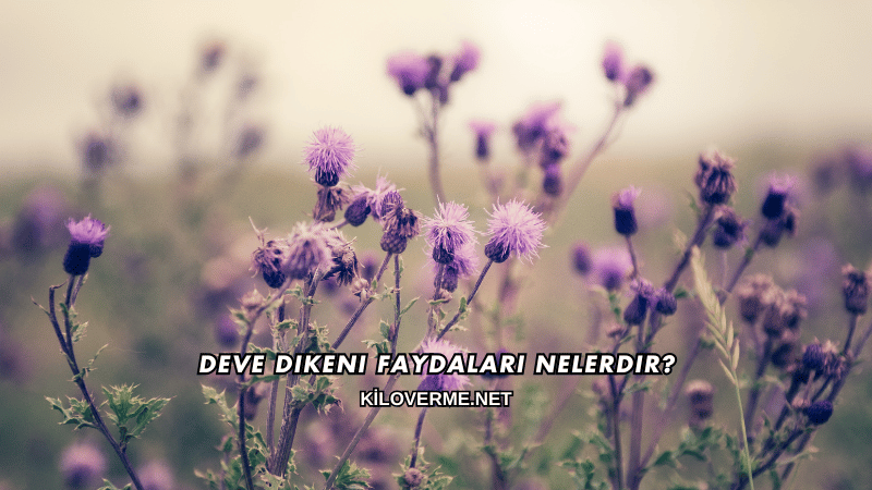 Deve Dikeni Faydaları Nelerdir?