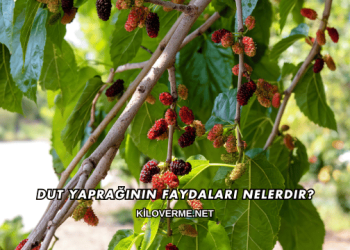 Dut Yaprağının Faydaları Nelerdir?