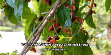 Dut Yaprağının Faydaları Nelerdir?