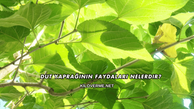 Dut Yaprağının Faydaları Nelerdir?