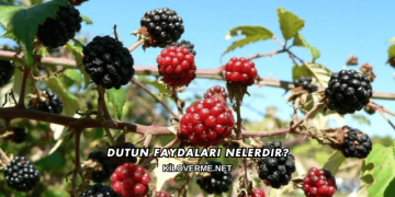 Dutun Faydaları Nelerdir?