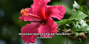 Ebegümecinin Faydaları Nelerdir?