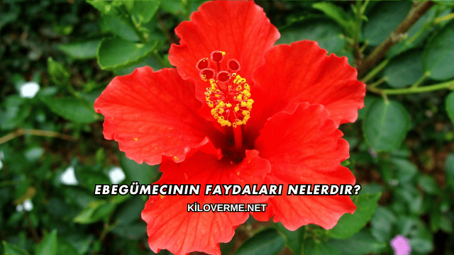Ebegümecinin Faydaları Nelerdir?