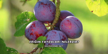 Eriğin Faydaları Nelerdir?