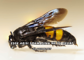 Eşek Arısı Sokmasına Ne İyi Gelir?