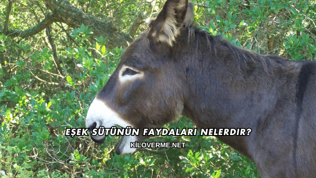 Eşek Sütünün Faydaları Nelerdir?
