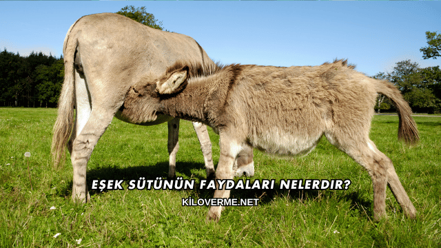 Eşek Sütünün Faydaları Nelerdir?