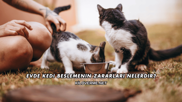 Evde Kedi Beslemenin Zararları Nelerdir?