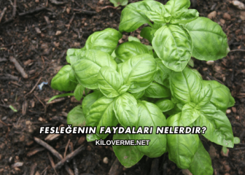 Fesleğenin Faydaları Nelerdir?