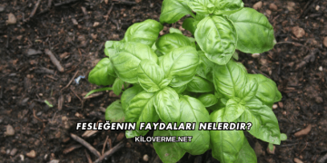 Fesleğenin Faydaları Nelerdir?