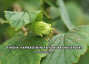 Fındık Yaprağının Faydaları Nelerdir?