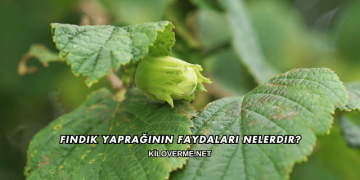 Fındık Yaprağının Faydaları Nelerdir?
