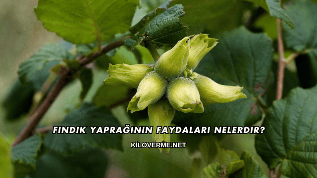 Fındık Yaprağının Faydaları Nelerdir?
