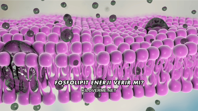 Fosfolipit Enerji Verir mi?