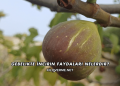 Gebelikte İncirin Faydaları Nelerdir?