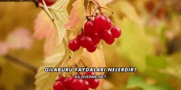 Gilaburu Faydaları Nelerdir?