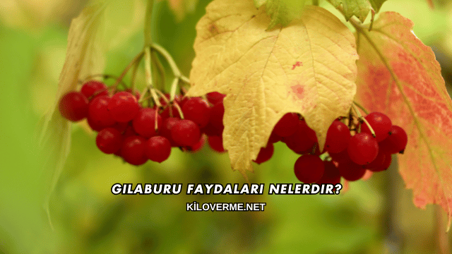 Gilaburu Faydaları Nelerdir?