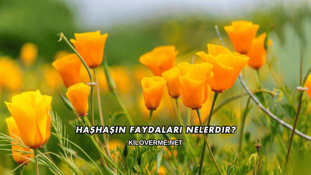 Haşhaşın Faydaları Nelerdir?