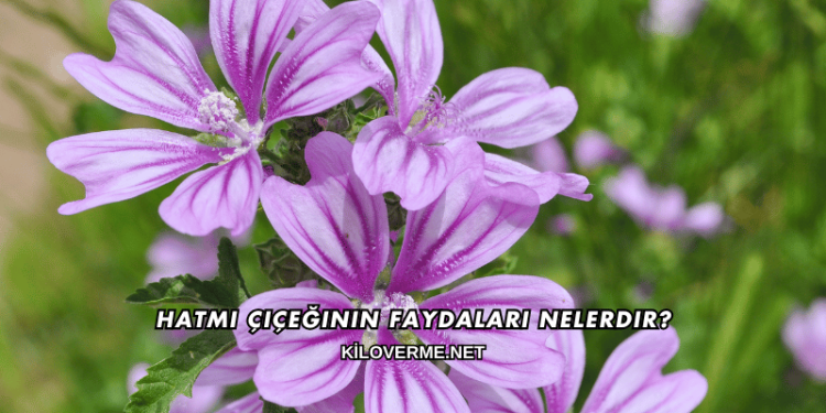 Hatmi Çiçeğinin Faydaları Nelerdir?