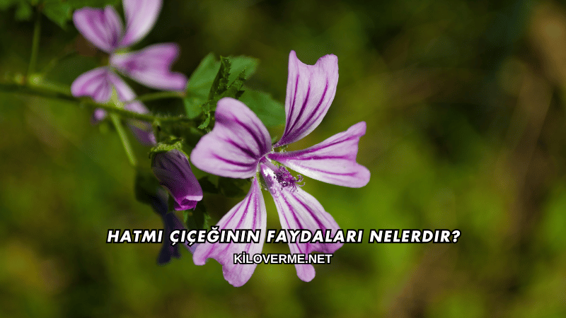 Hatmi Çiçeğinin Faydaları Nelerdir?