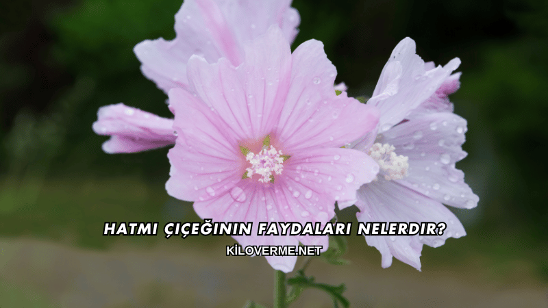 Hatmi Çiçeğinin Faydaları Nelerdir?