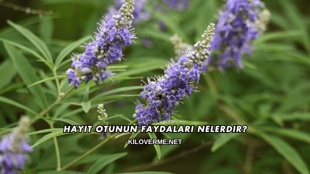 Hayıt Otunun Faydaları Nelerdir?