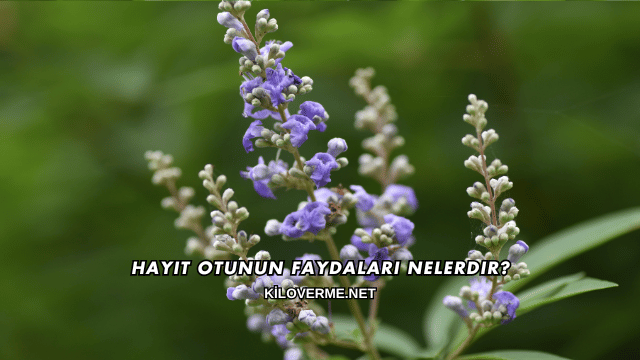 Hayıt Otunun Faydaları Nelerdir?