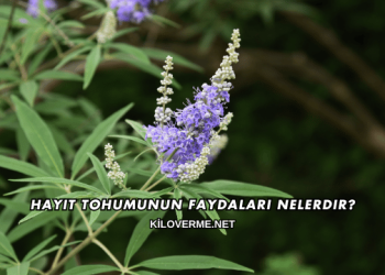 Hayıt Tohumunun Faydaları Nelerdir?