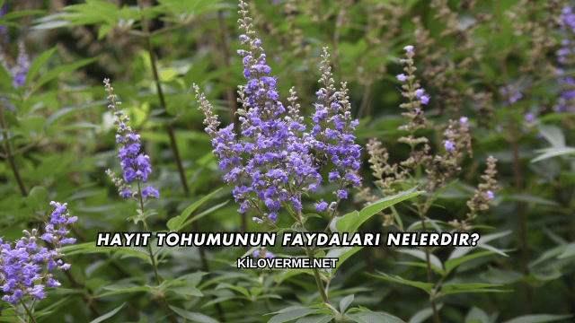Hayıt Tohumunun Faydaları Nelerdir?