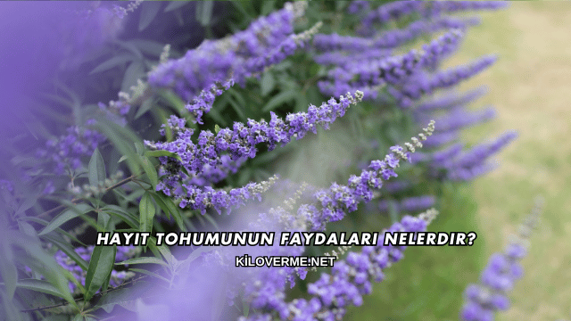 Hayıt Tohumunun Faydaları Nelerdir?